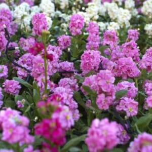 香澄先生の診察💕