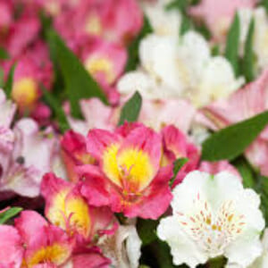 香澄先生の診察💕