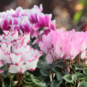 香澄先生の診察💕