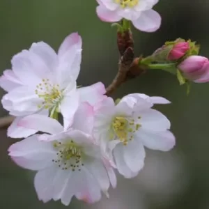 香澄先生の診察💕