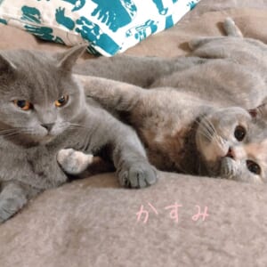 ネコの日🐾