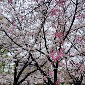 桜♡
