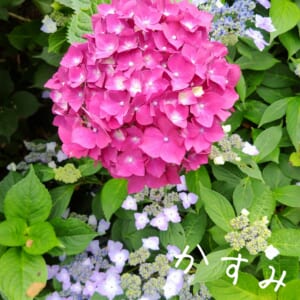 香澄です