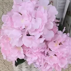 香澄先生の診察💕