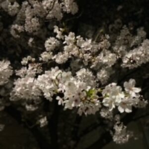 夜の診察