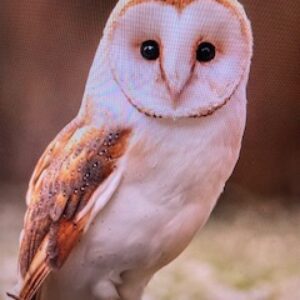 必ずご来院前にお電話